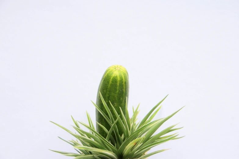 a close up view of the tip of a plant