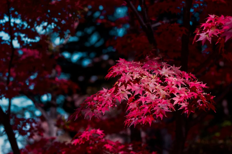 a close up of a red tree with leaves in the foreground