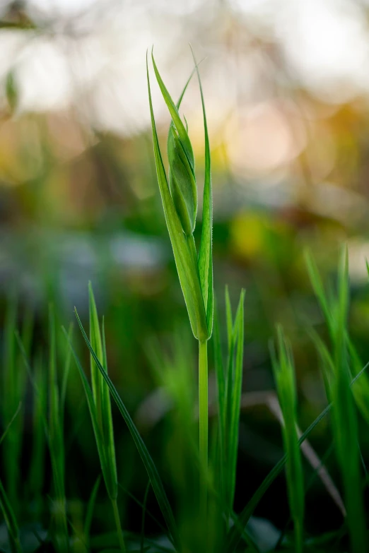 some leaves of grass with the blurry background