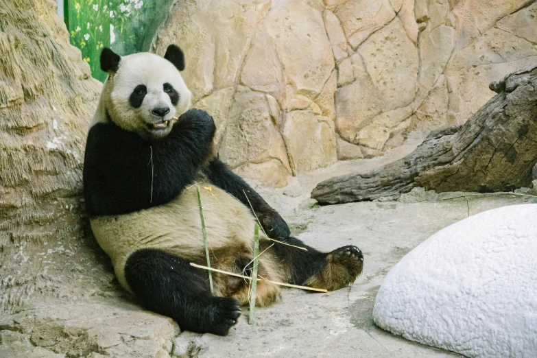 a panda bear sits up and grabs at a twig as he eats