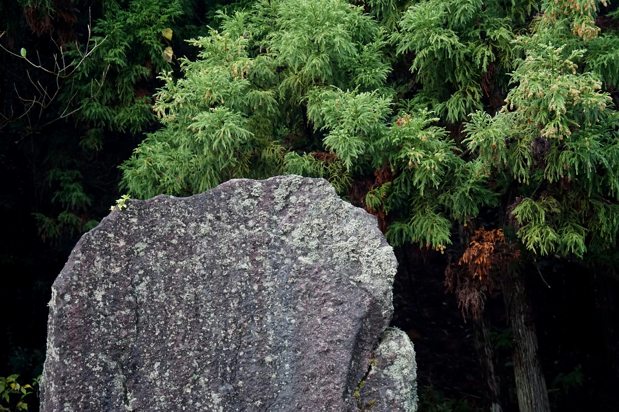 two trees and a huge boulder with an antelope on it