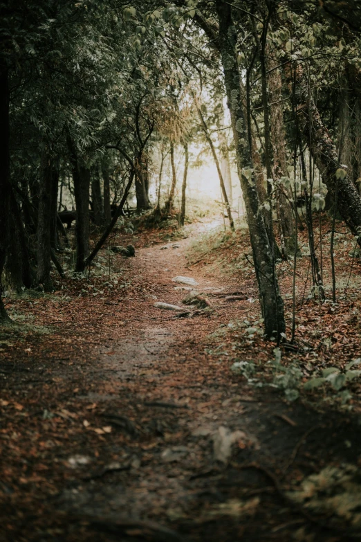 a narrow dirt path with trees near by