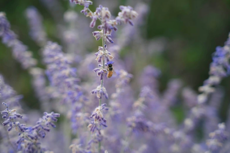 a bug is hanging out on a plant