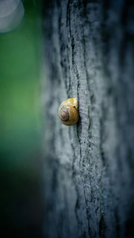 an snail shell sticking up on the bark of a tree