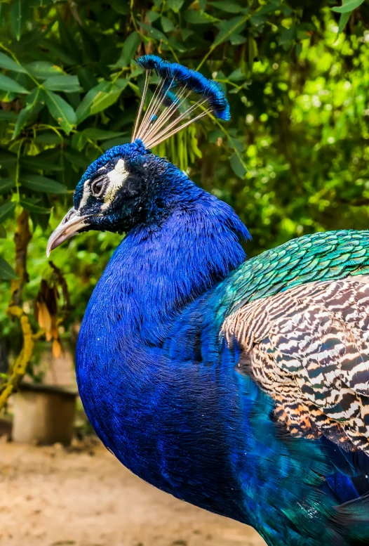 a blue and gold peacock is standing near trees