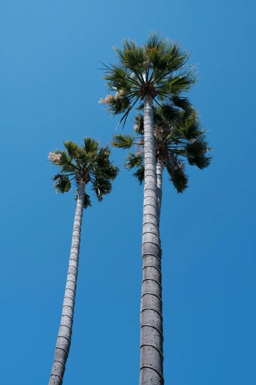 three tall palm trees on a clear day