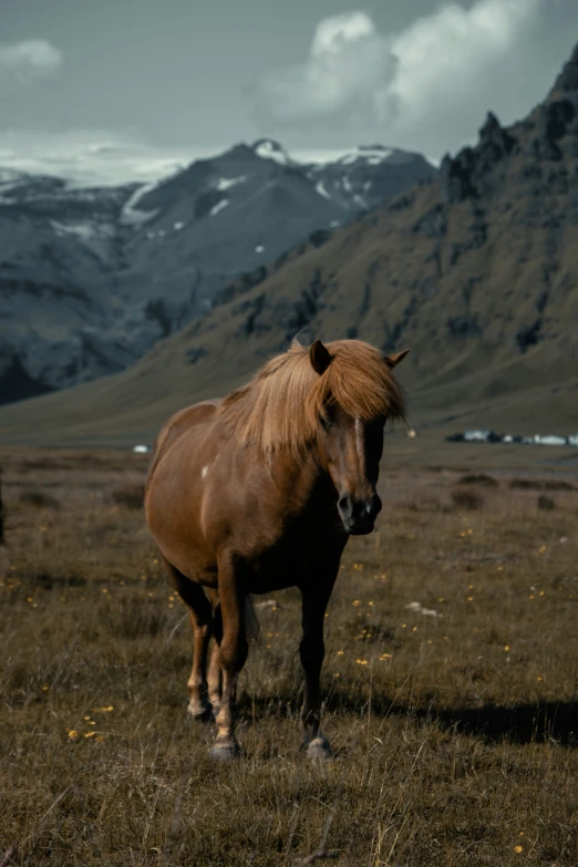 a single brown horse stands on the grass
