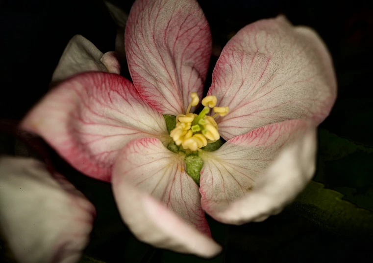 a flower is shown with red and white petals