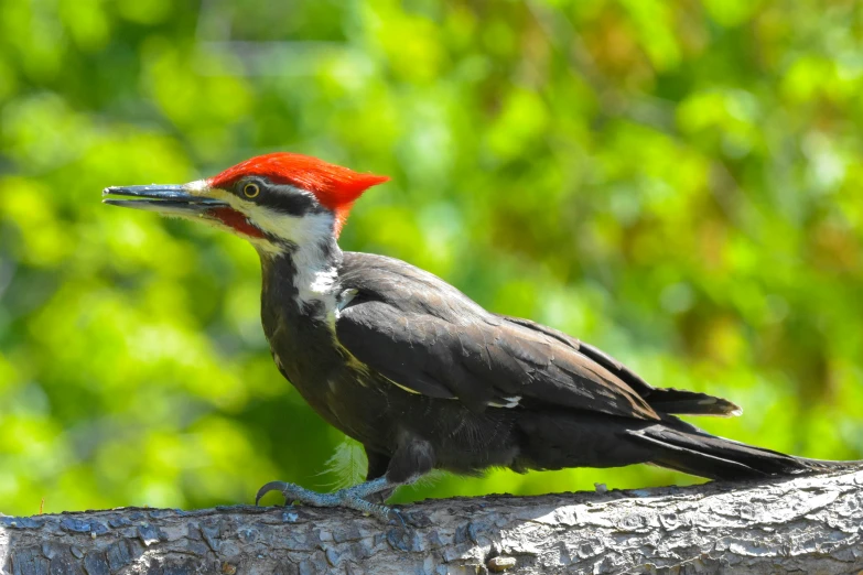 a small bird with a red beak sitting on a tree nch