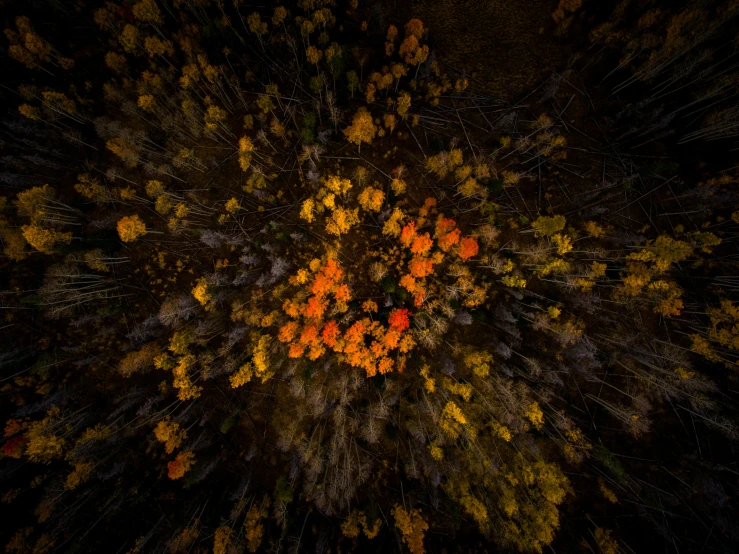 an aerial view of a forest at night