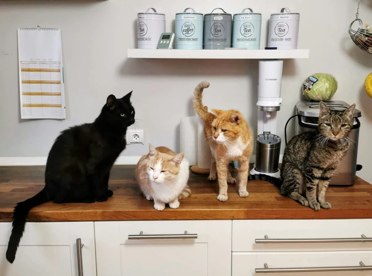 the three cats are all standing in front of the coffee maker