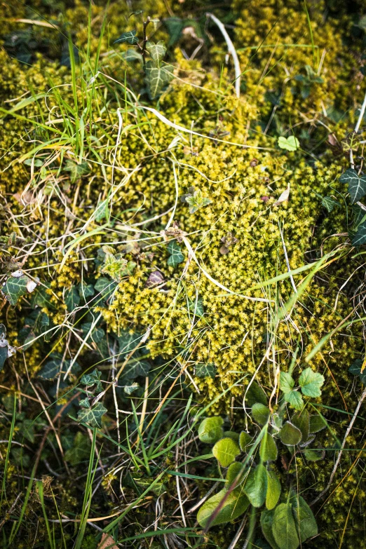 a green moss covered ground with lots of green plants