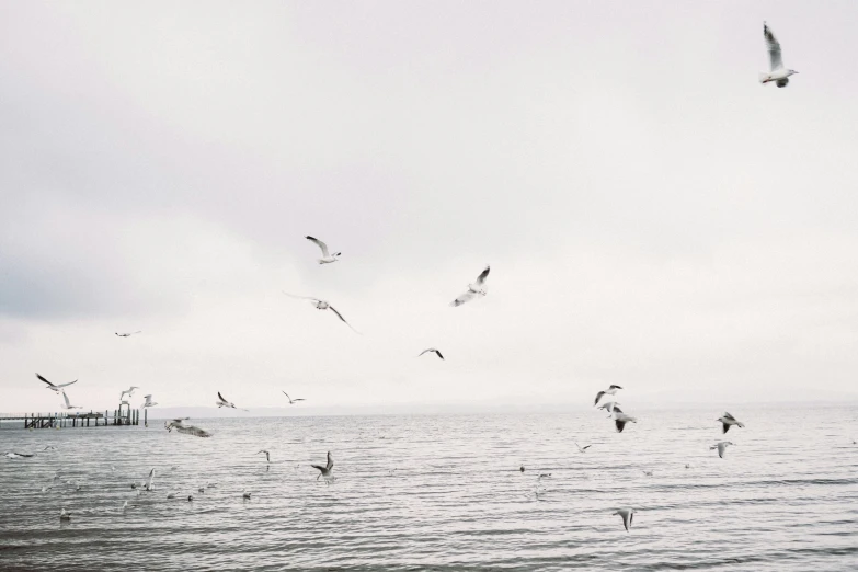 birds flying in front of an ocean during a cloudy day