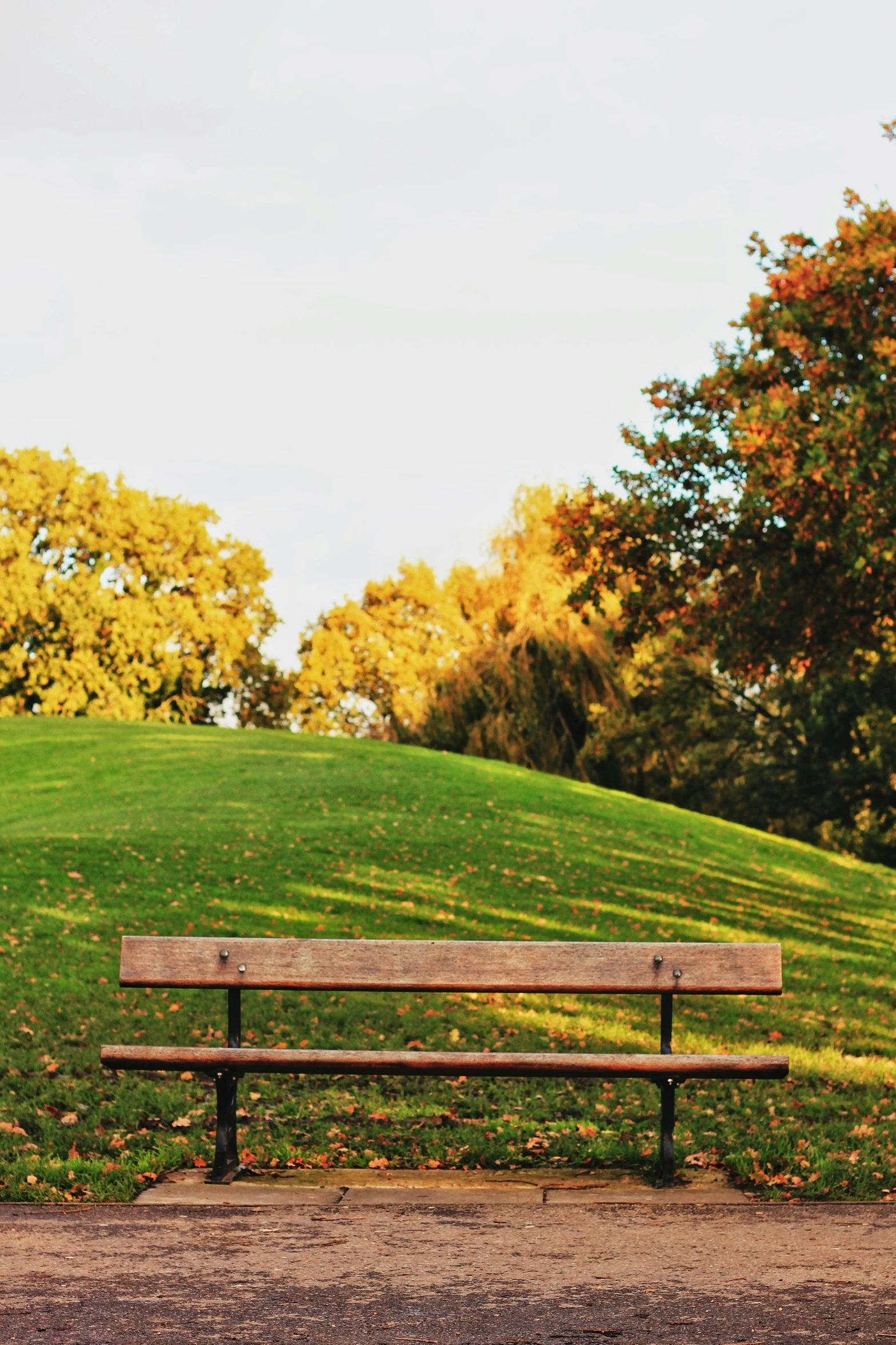 a wooden bench overlooking a hill with trees on it