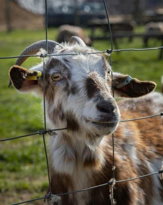 a brown goat standing next to a wire fence