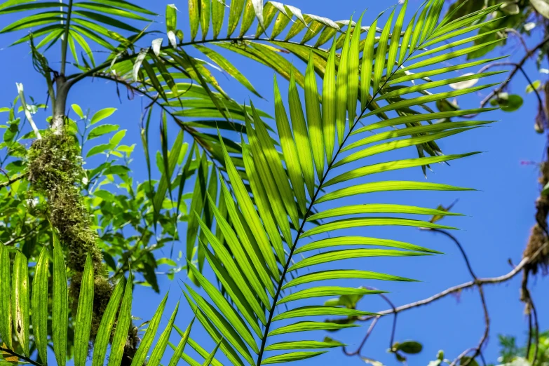 the green leaves of a tree against a blue sky