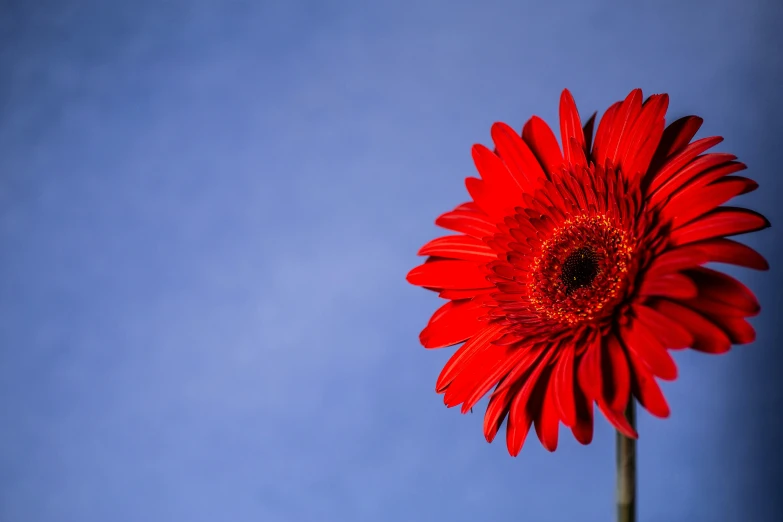 a red flower in front of a blue sky