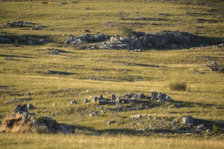 a black animal is standing out in the field