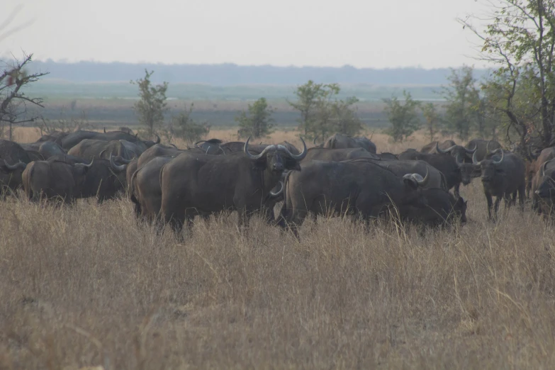 a herd of bison walking on top of a grass covered field