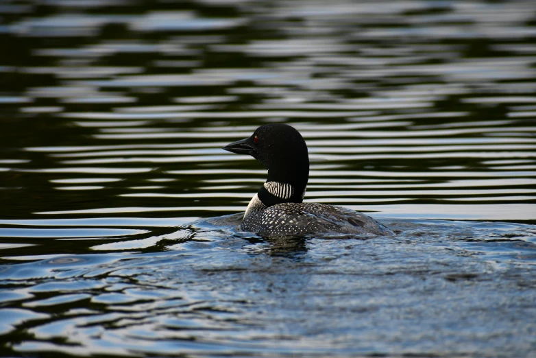 a bird that is sitting on the side of a body of water