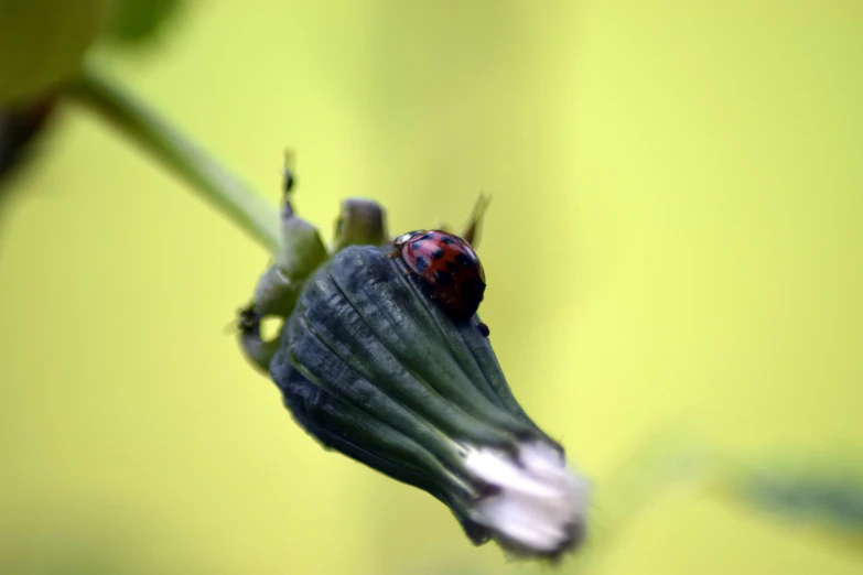 the bug is sitting on the stalk of the plant