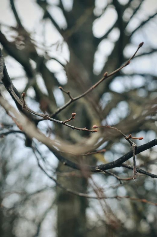 a bird is perched on the nch of a tree