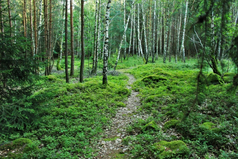 there is a path running through the woods