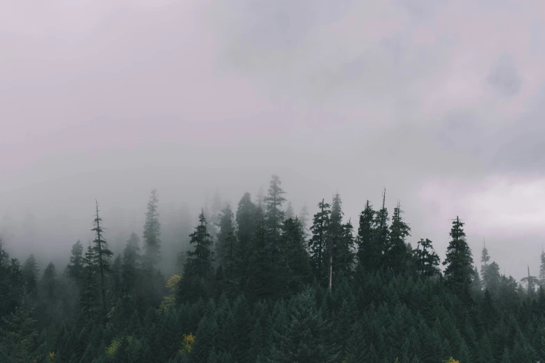 fog hanging over a forest on a cloudy day