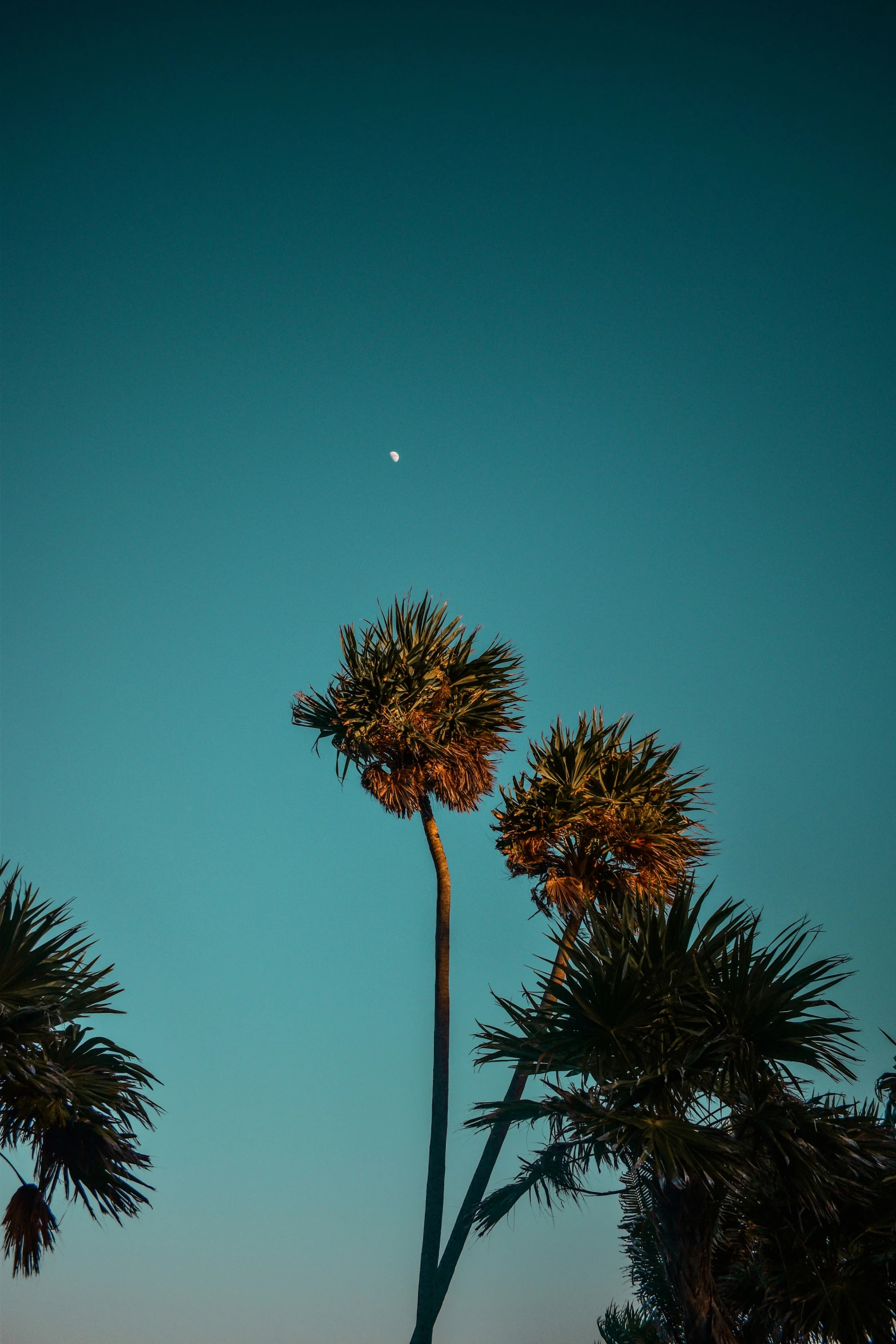 some trees and a moon on a clear day