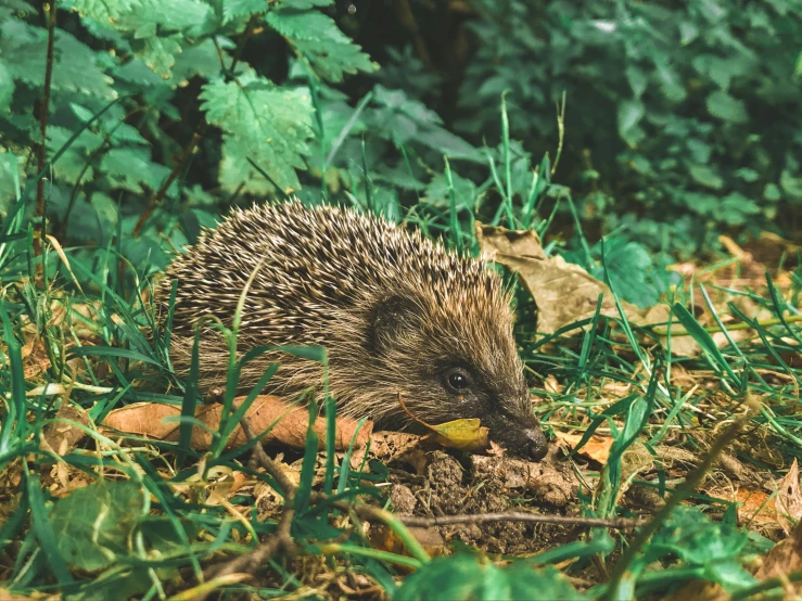 small hedgehog, picking at soing in the grass