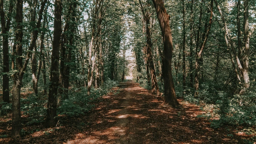 the path through the forest that goes to the far end