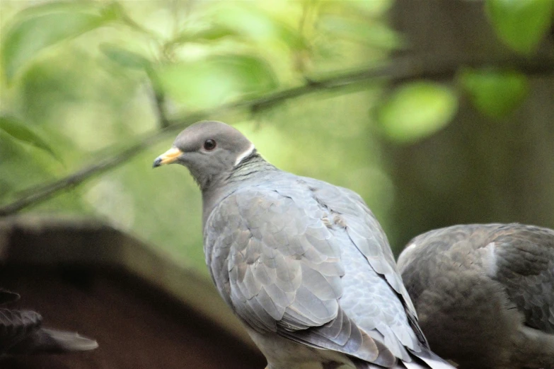 a grey bird on a tree nch with green leaves