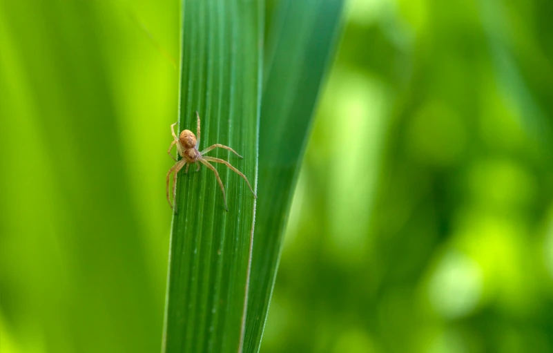 a spider crawling on a leaf of grass