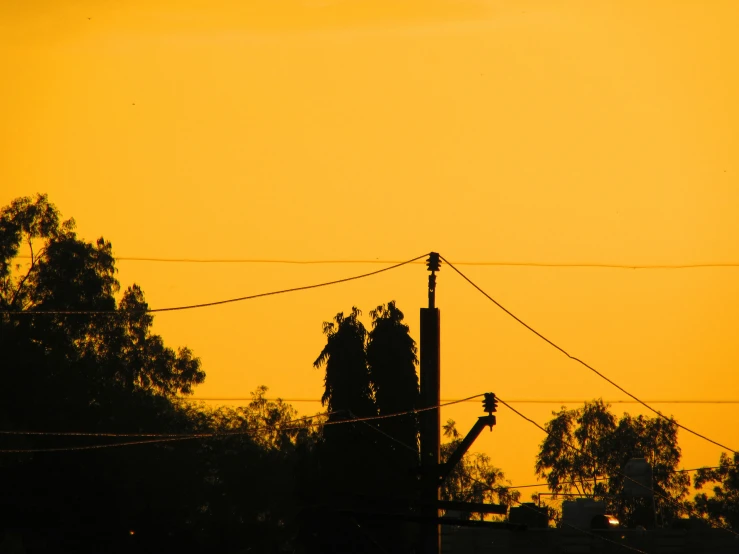 trees and telephone wires against a yellow sky