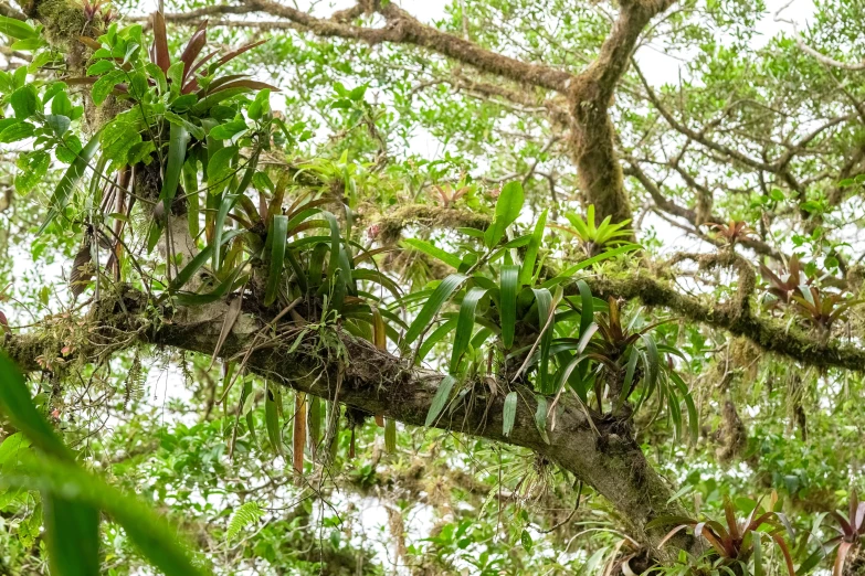 the nches and limbs of a tropical forest