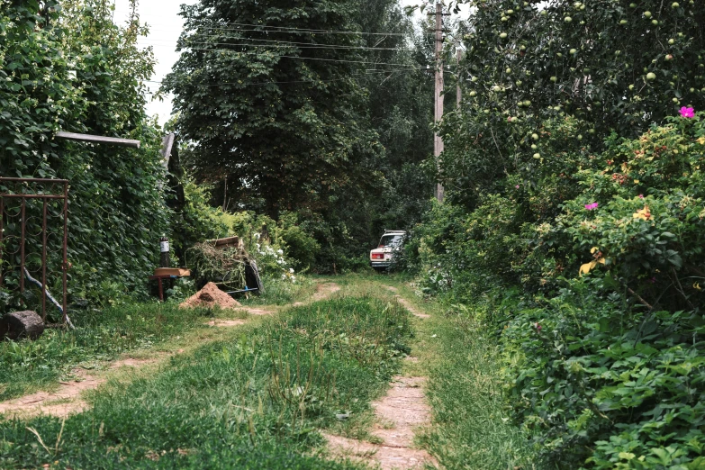 there are many plants growing along this dirt road