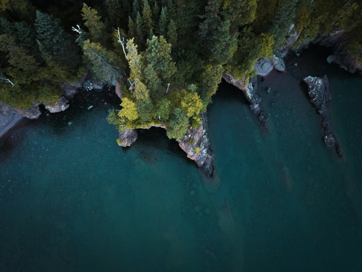 a body of water with a bunch of trees in it