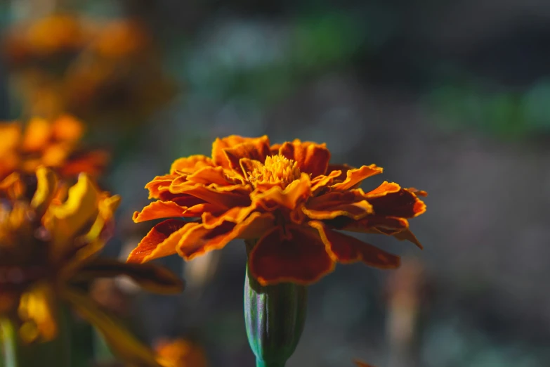 a single orange flower is in a garden