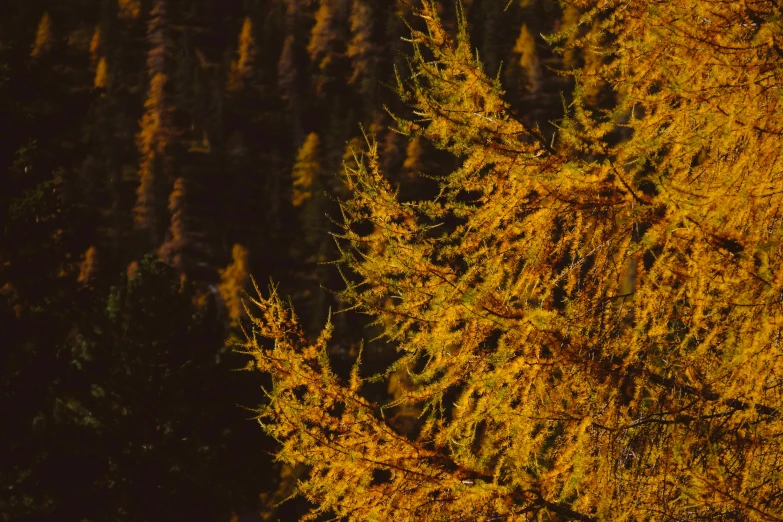 some trees with yellow leaves in front of some green plants