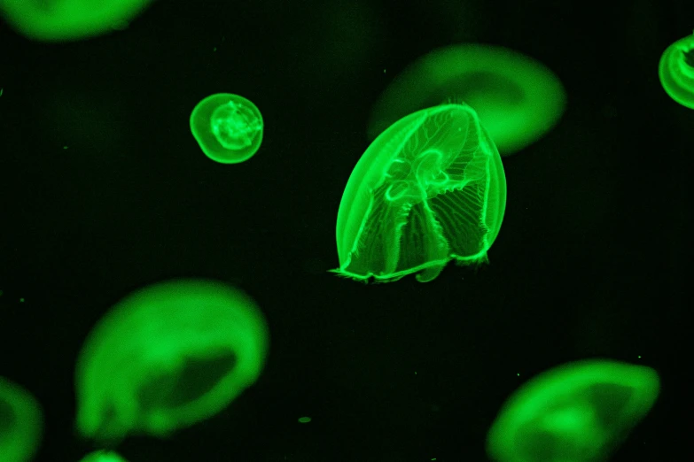 an image of some very bright green jellys