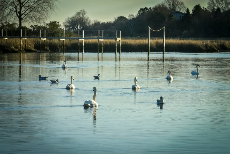 some white birds are swimming in the water