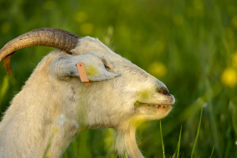 the young goats head with an ear tag on its nose is resting in tall grass