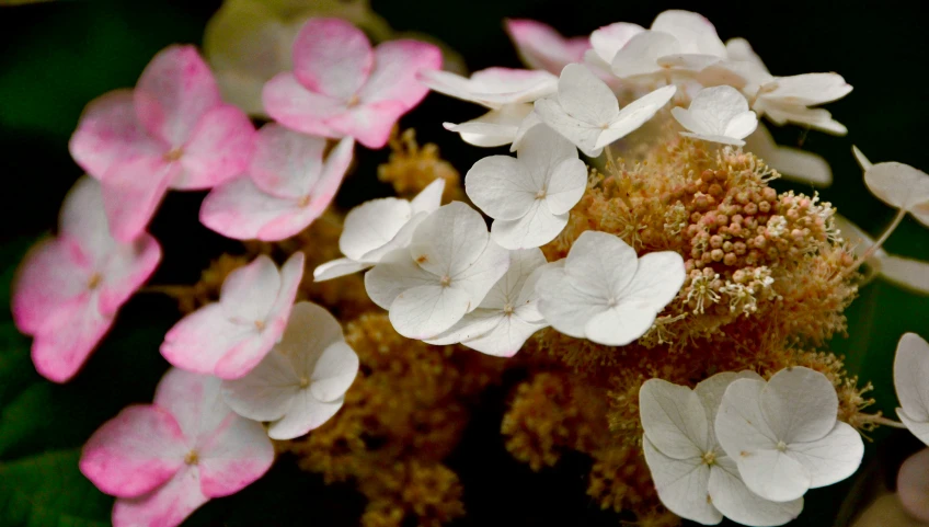 several white and pink flowers with green leaves