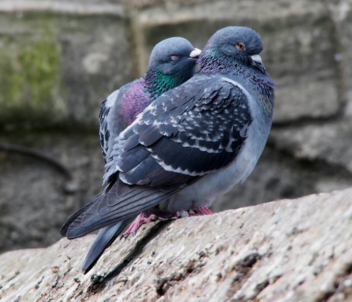 two colorful pigeons sitting on the ledge of a building