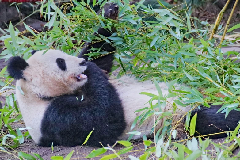a panda bear sitting on the ground chewing on its tongue