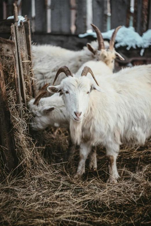 two goats eating hay from a wooden fence