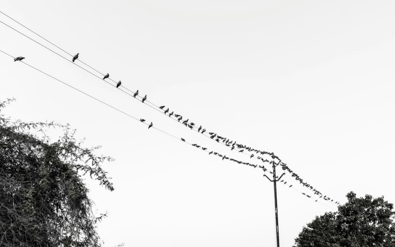 birds perched on power lines by trees against the sky