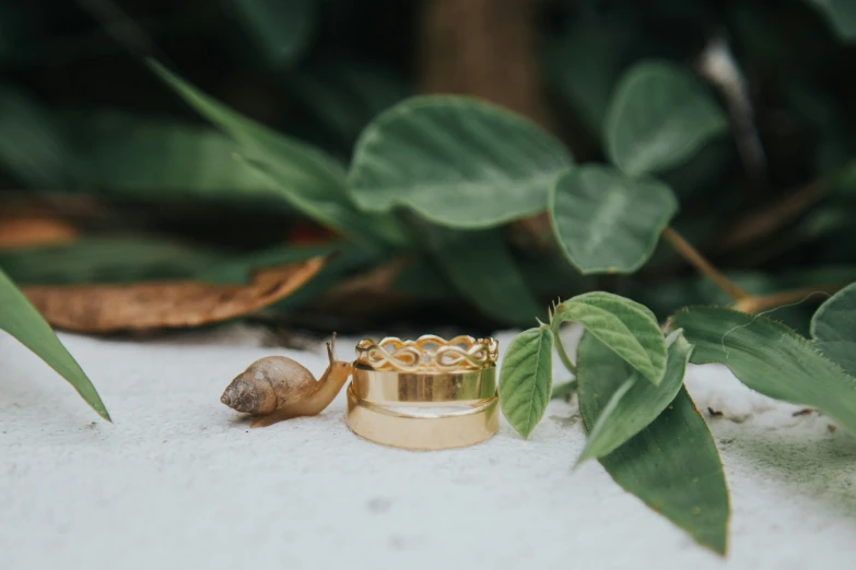 snail crawling towards a golden wedding ring on a white surface with greenery