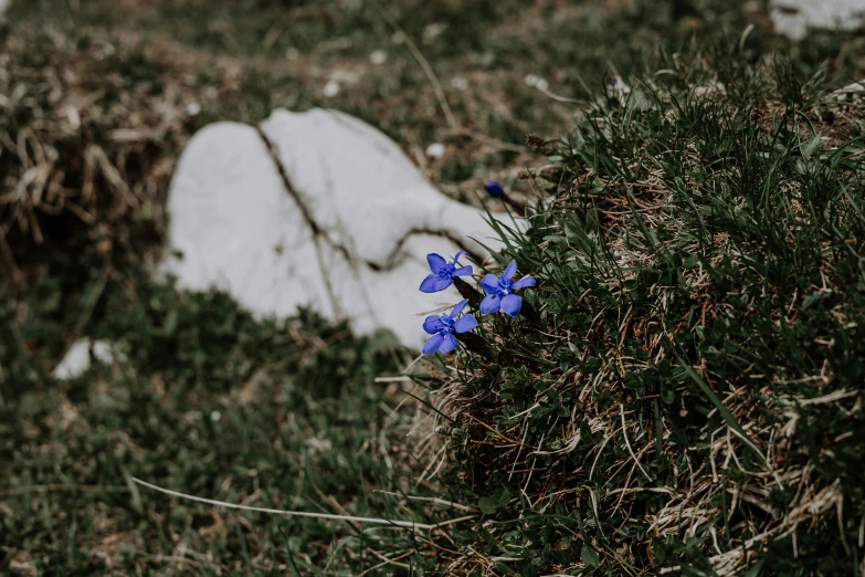 blue flowers are growing between rocks in the grass