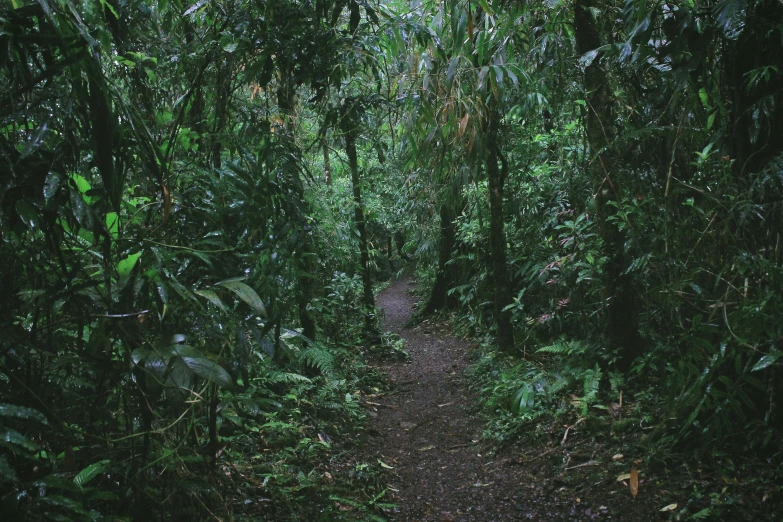 a pathway leading into the jungle with lots of trees on both sides